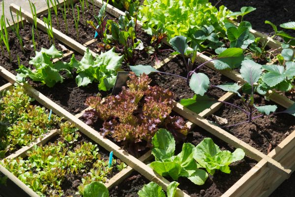 flower gardening ideas